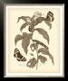 Nature Study In Sepia I by Maria S. Merian Limited Edition Print