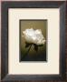 Peony I by Chris Sands Limited Edition Print