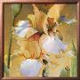 Golden Iris Ii by Dennis Carney Limited Edition Pricing Art Print