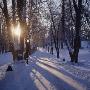 Road Running Through A Snow Covered Forest by Tommy Nilsson Limited Edition Print