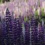 Purple Lupines by Mikael Andersson Limited Edition Print