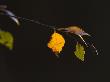 Close-Up Of Leaves On A Branch by Bjorn Wiklander Limited Edition Print