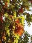 Fall Leaves by Ben Greer Limited Edition Print