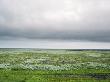 Carpet Of Wildflowers On A Lava Field, Iceland by Atli Mar Hafsteinsson Limited Edition Print