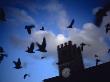 Pigeons And A Tower Clock by David Skoog Limited Edition Print