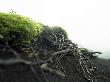 Dead Plants, Moss, Highlands, Iceland by Atli Mar Hafsteinsson Limited Edition Print