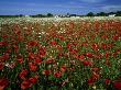Field Of Blooming Poppies, Gotland, Sweden by Anders Ekholm Limited Edition Print