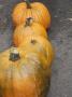 4 Large Pumpkins by Eva Ritchie Limited Edition Print