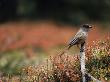 A Siberian Jay (Perisoreus Infaustus) by Hannu Hautala Limited Edition Print