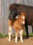 A Pony And Her Foal, Sweden by Jorgen Larsson Limited Edition Print