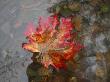 High Angle View Of A Maple Leaf Floating On Water by Jorgen Larsson Limited Edition Print