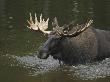 Moose (Alces Alces) Standing In Water by Jorgen Larsson Limited Edition Print