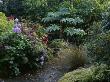 Lakemount, Ireland - Hydrangeas Line Woodland Pathway In Autumnal Setting, Designer: Brian Cross by Clive Nichols Limited Edition Pricing Art Print