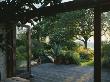 Agave Americana In Container And An Ash Tree, The Fovant Hut, Wiltshire by Clive Nichols Limited Edition Print