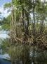 Mangrove, Los Haitises National Park, Dominican Republic by Natalie Tepper Limited Edition Print