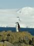 Chinstrap Penguin, Aitcho Island, Antarctica by Natalie Tepper Limited Edition Pricing Art Print