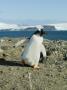 Gentoo Penguin, Aitcho Island, Antarctica by Natalie Tepper Limited Edition Print