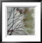 Diffuse Branches Ii by Jennifer Goldberger Limited Edition Print