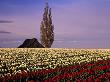 Red And White Tulip Fields, Skagit Valley, Washington, Usa by Charles Crust Limited Edition Print