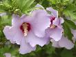 Rose Of Sharon, Tower Hill Botanic Garden, Boylston, Massachusetts, Usa by Lisa S. Engelbrecht Limited Edition Print