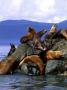 Stellar Sea Lions, Alaska, Usa by Michael Defreitas Limited Edition Pricing Art Print