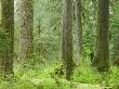 Hall Of Mosses Of The Hoh Rainforest, Olympic National Park, Washington, Usa by Terry Eggers Limited Edition Pricing Art Print