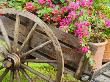 Potted Bougainvillea Plants, Playa De Carmen, Quintana Roo, Mexico by Julie Eggers Limited Edition Print