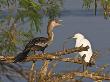 Anhinga And Snowy Ergret, Edinburg World Birding Center, Edinburg, Texas, Usa by Larry Ditto Limited Edition Print