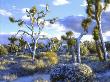 Snow-Covered Joshua Trees, Joshua Tree National Park, California, Usa by Christopher Talbot Frank Limited Edition Print