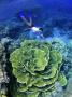Giant Lettuce Coral Rock Islands, Palau by Michael Defreitas Limited Edition Print