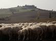 Sheep In Tuscany by Eloise Patrick Limited Edition Print