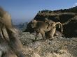 A Male Gelada, Theropithecus Gelada, Watches A Female With Infant by Michael Nichols Limited Edition Print