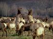 Elk Cows Spar In The Midst Of A Wintering Herd by Sam Abell Limited Edition Pricing Art Print