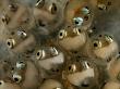 Striped Blenny Fish Eggs Magnified 120 Times by George Grall Limited Edition Print