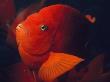 Portrait Of A Garibaldi Fish by Bates Littlehales Limited Edition Pricing Art Print