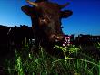 Cattle Enjoy Grazing On The Tall Grass Prairie by Raymond Gehman Limited Edition Print