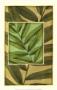 Palm Inset Composition Ii by Jennifer Goldberger Limited Edition Print