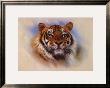 Tiger, Tiger, Burning Bright by Stuart Coffield Limited Edition Print