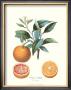 Orange by Pierre-Antoine Poiteau Limited Edition Print