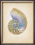 Nautilus Cross Section by Richard Van Genderen Limited Edition Print