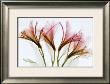 Alstromeria by Steven Meyers Limited Edition Print