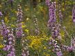 Purple And Yellow Wildflowers by Raymond Gehman Limited Edition Pricing Art Print