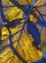 Close-Up Of Yellow Winter Leaves With Purple Shadows On Them by Stephen Sharnoff Limited Edition Print