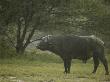 African Buffalo (Syncerus Caffer)Standing In The Rain by Beverly Joubert Limited Edition Print