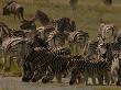 Herd Of Burchell's Zebras And A Wildebeest At A Watering Hole by Beverly Joubert Limited Edition Print