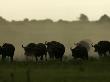 African Buffalo (Syncerus Caffer)Walking In Mist by Beverly Joubert Limited Edition Print