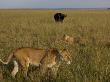 African Lioness Eating Near A Watchful African Buffalo by Beverly Joubert Limited Edition Print