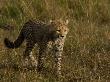 Young Cheetah Walking Through Tall Grasses by Beverly Joubert Limited Edition Print