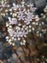 Close-Up Of White And Pink Sedum Flowers In Provence, France by Stephen Sharnoff Limited Edition Print