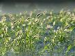 Close Shot Of Backlit Grasses In Provence, France by Stephen Sharnoff Limited Edition Pricing Art Print